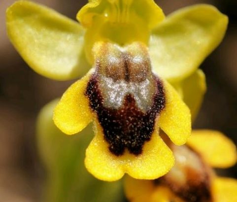 Flore Ophrys jaune - Service Environnement
