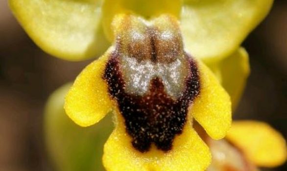 Flore Ophrys jaune - Service Environnement